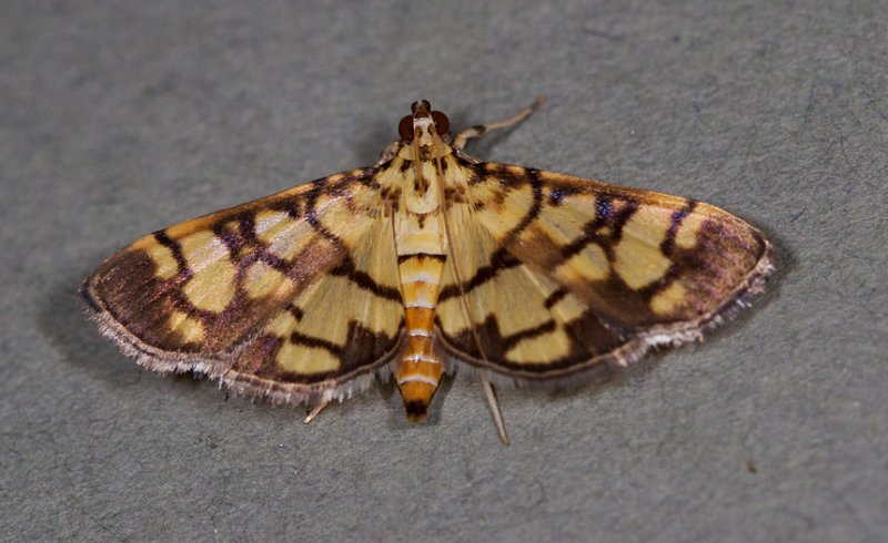 Pardomima distorta