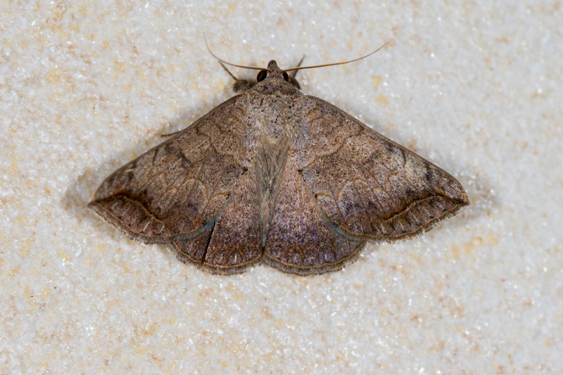 Blastichorinus rivulosa