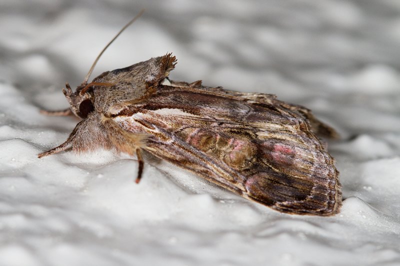 Triorbis annulata