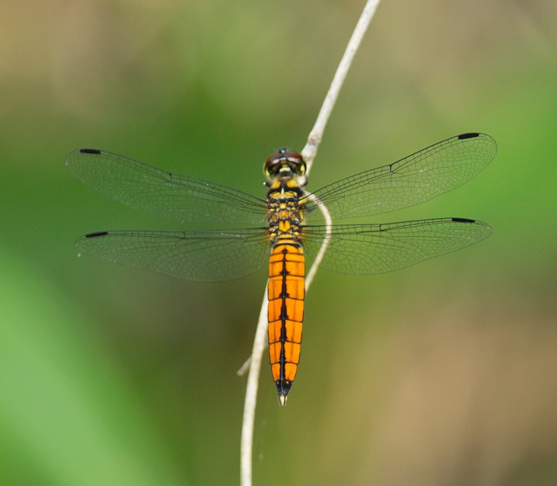 Lyriothemis elegantissima 