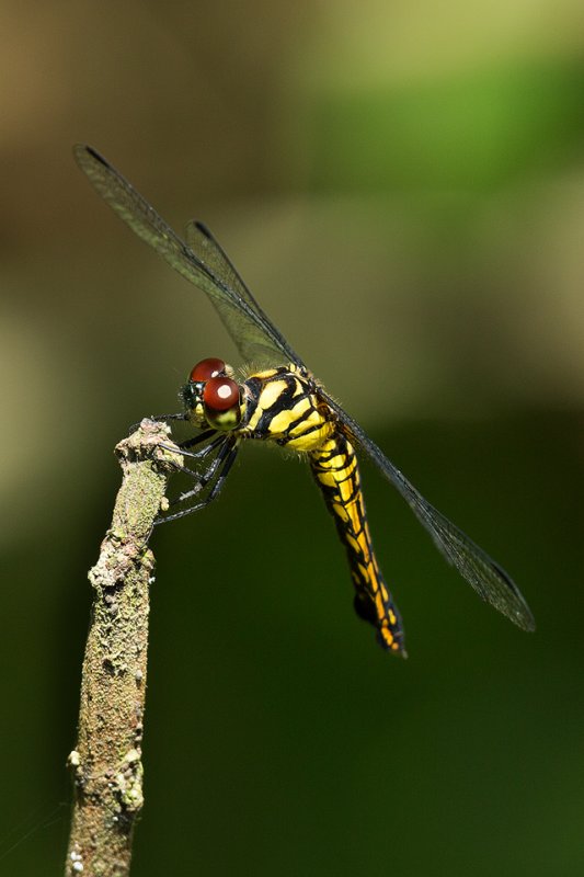 Lyriothemis elegantissima - female