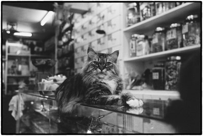 Shop Cat