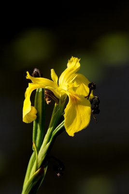 Yellow iris