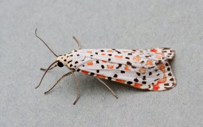 Utetheisa pulchelloides