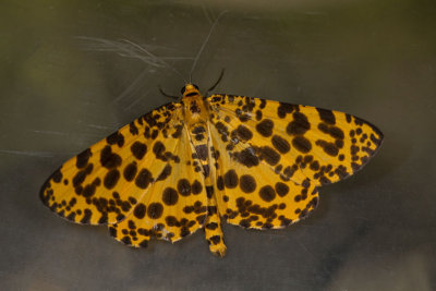 Obeidia tigrata