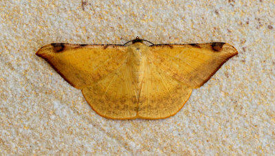 Luxiaria phyllosaria