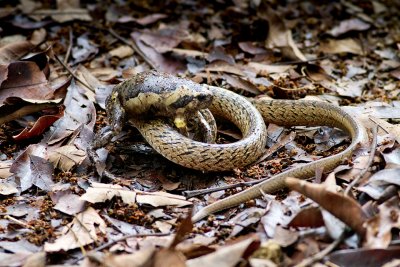 Frog and snake