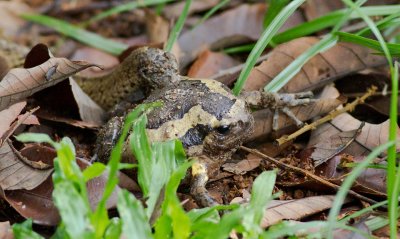 Frog and snake