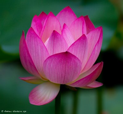 Pink lotus