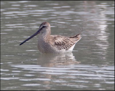  Asian Dowitcher record shot