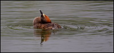 Little grebe