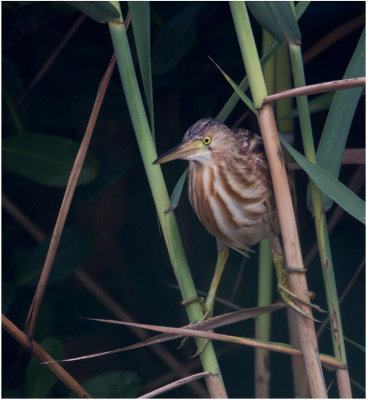 Yellow Bittern