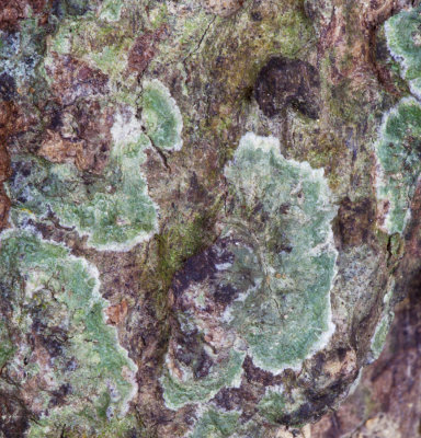 Lichen - Abstract