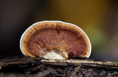 Brackt fungus