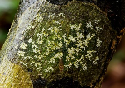 Graphina lichen?
