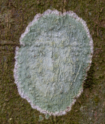 Grey-green Lichen