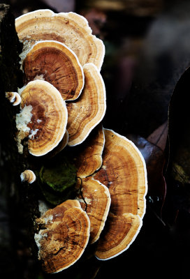 Bracket fungus