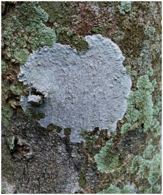 Lichen