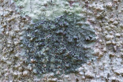 Lichen with apothecia?