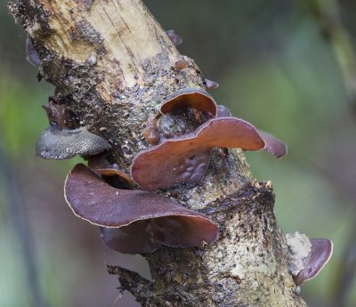 Auricularia polytricha