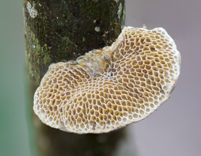 Fungus -  underside