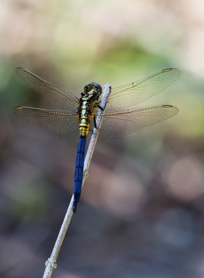 Orthetrum luzonicum. Imm male.