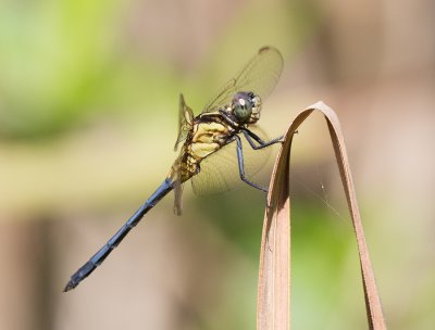 Orthetrum luzonicum. Imm male.