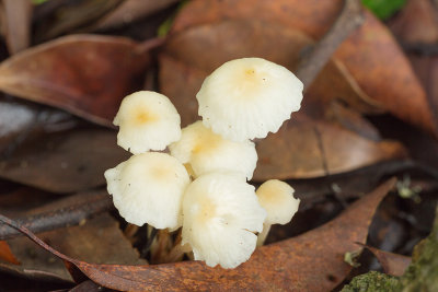 Marasmius sp.?