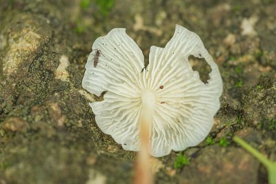 Fungus underside