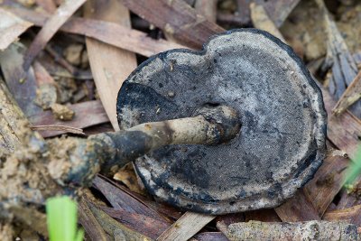 Lichens, mosses, liverworts & fungi of HK