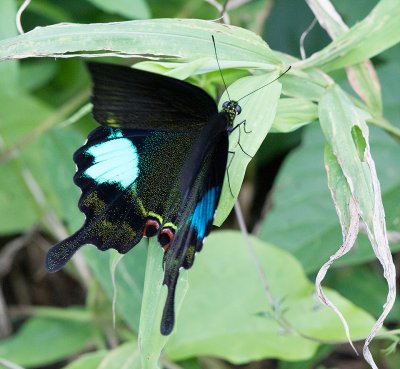 Papilio paris