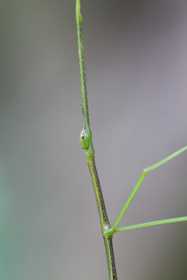 Stick insect close-up