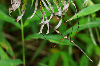 Stick insect hanging from foliage above a stream
