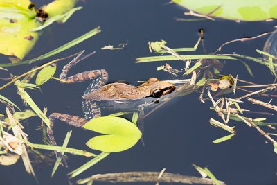The floating frog