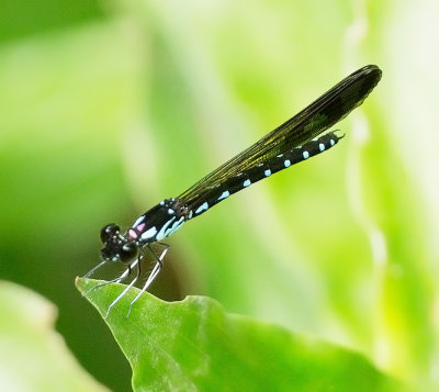 Rhinocypha perforata perforata