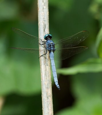 Orthetrum luzonicum