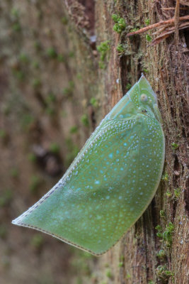 Lawana imitata