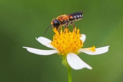 Megachile sp.