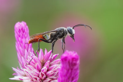 Prionyx sp.