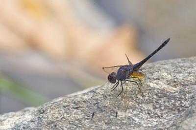 Trithemis festiva