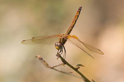 Trithemis aurora   -  female