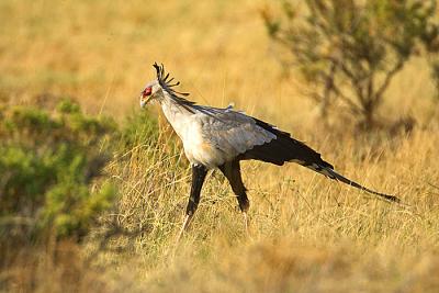 Secretary bird