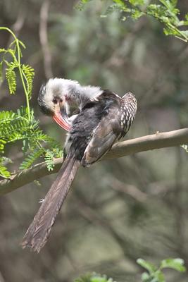 Hornbill 2