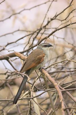 White-browed coucal