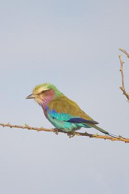 Lilac-breasted roller