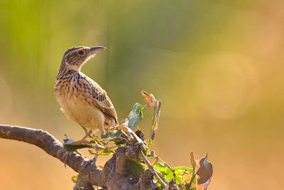 Red-winged lark