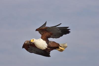 Fish eagle