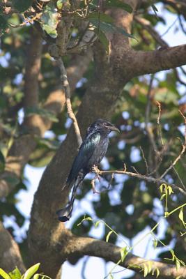Hair-crested drongo 2