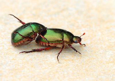 Chafer beetles