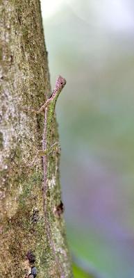 Boardwalk lizard